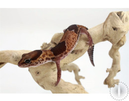 African Fat Tail Gecko