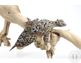 CB Australian Riverine Leaf Tail Gecko