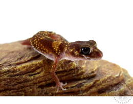 Australian Barking Gecko