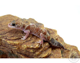 Australian Barking Gecko