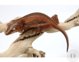 Orange Striped Gargoyle Gecko