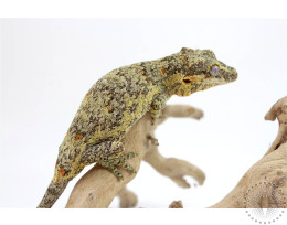 Orange and Yellow Blotched Gargoyle Gecko