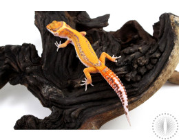 Red Diamond Striped Tremper Albino Leopard Gecko