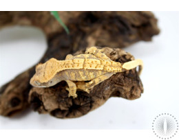 Cream Harlequin Crested Gecko