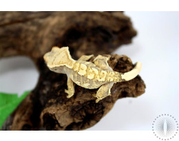 Cream Harlequin Crested Gecko