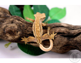 Reverse Pinstripe Crested Gecko