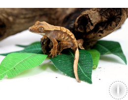 Harlequin Crested Gecko