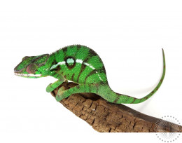 Nosy Mitsio Panther Chameleon