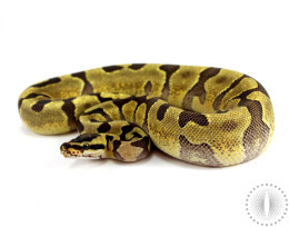Super Enchi Ball Python