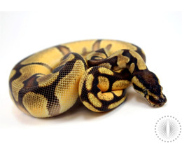 Orange Dream Yellow Belly Enchi Ball Python