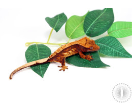 Tricolor Crested Gecko