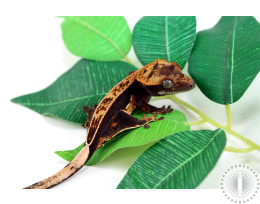 Quad Stripe Crested Gecko