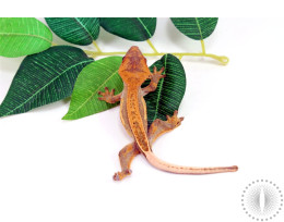 Quad Stripe Crested Gecko