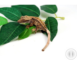 Harlequin Drippy Crested Gecko