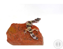 Montanus Leopard Gecko - Imperfect