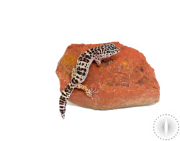 Montanus Leopard Gecko