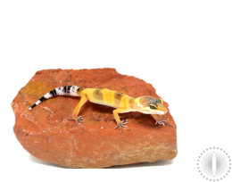 Tangerine Tornado Leopard Gecko