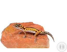 Red Stripe Leopard Gecko