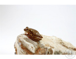 Reticulated Clown Tree Frog