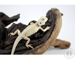 Witblit Bearded Dragon