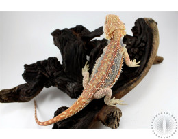 Hypo Dunner Super Blue Bar Bearded Dragon