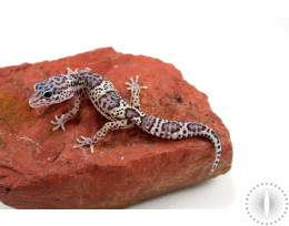 Mack Snow Het Diablo Blanco Leopard Gecko