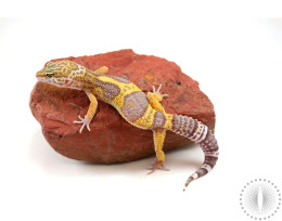 Jungle X Black Night Tremper Albino Leopard Gecko