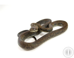 Macklott's Python