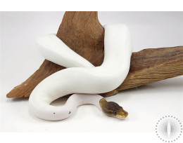 Cinnamon Pied Ball Python