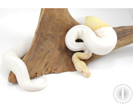 Albino Pied Ball Python