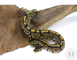 Classic Ball Python