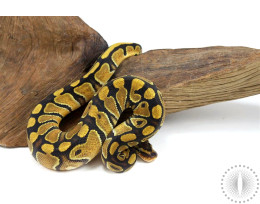 Enchi Ball Python