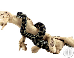 Jungle X Coastal Carpet Python