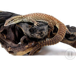 CB Red Ridgetail Monitor (Ackie)