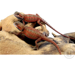 Red Translucent Bearded Dragon