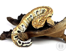 Blood Python