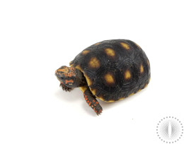 Red Foot Tortoise