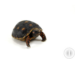 Red Foot Tortoise