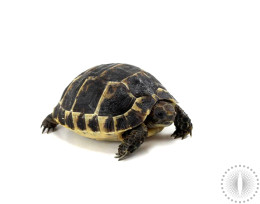 Black Greek Tortoise