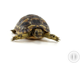 Black Greek Tortoise