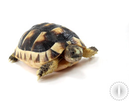 Marginated Tortoise