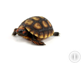 Cherry Head Tortoise