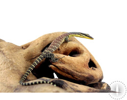 CB Kimberly Rock Monitor