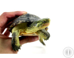 Adult Suspected Female Yellow Pond Turtle
