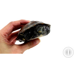 Adult Suspected Female Reeves Turtle