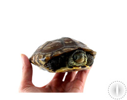 Adult Male Reeves Turtle