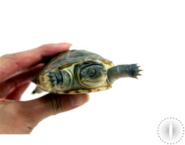 Adult Male West African Mud Turtle