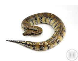 Borneo Blood Python