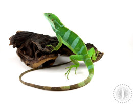 Banded Fiji Iguana