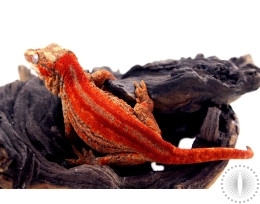 High Red Striped Gargoyle Gecko